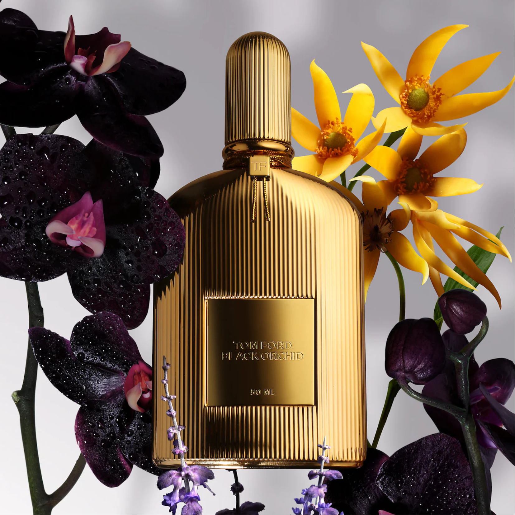 Velvet orchid discount