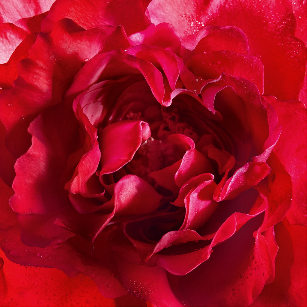 Guerlain Mon Bloom of Rose EDP 100ml