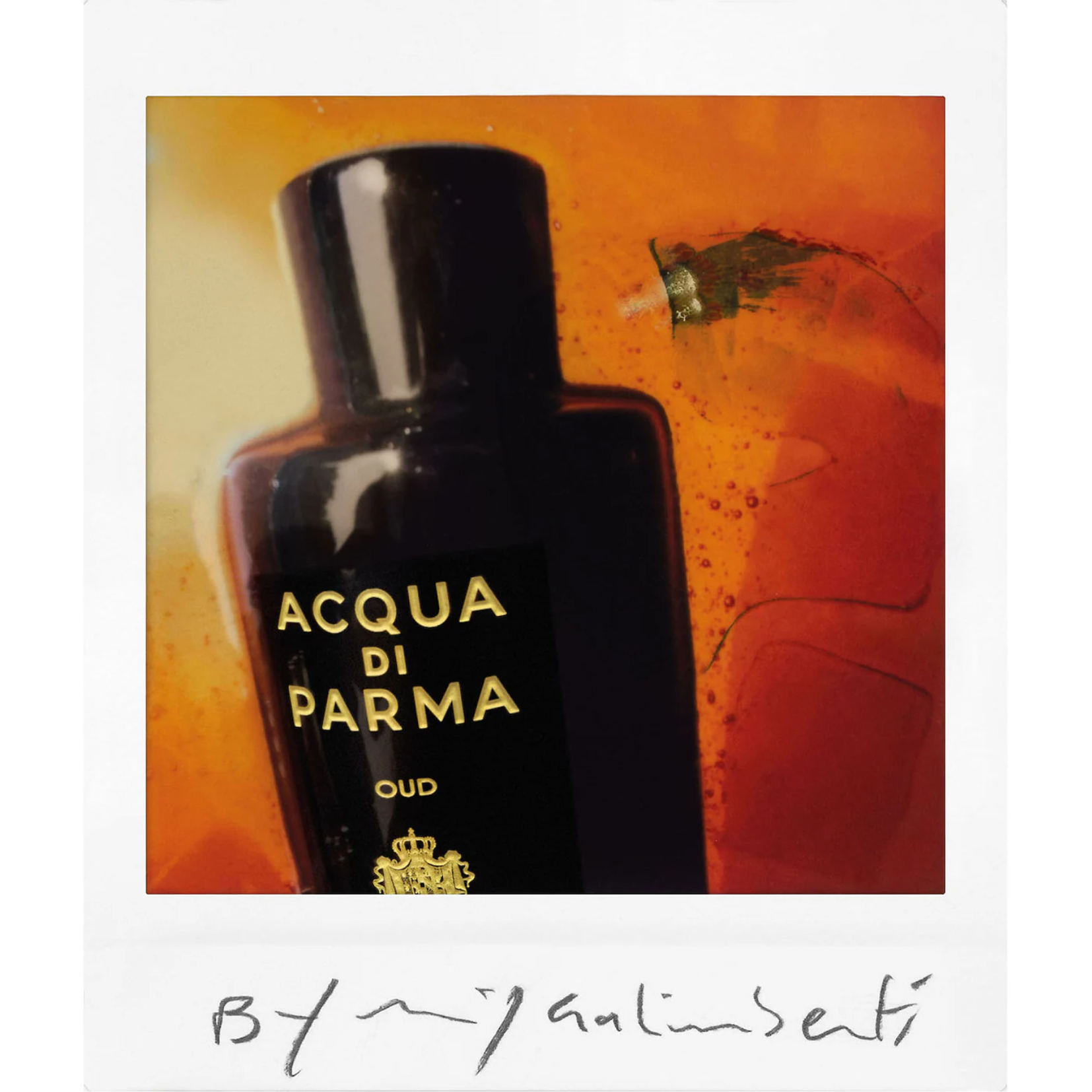 Parma oud discount