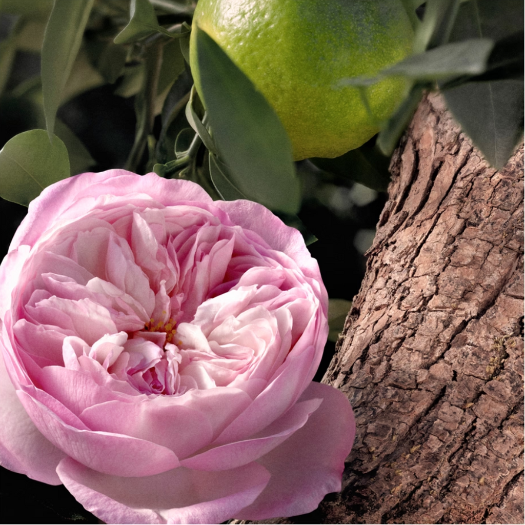 Chloé Rose Naturelle Eau de Parfum for Women